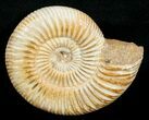 Perisphinctes Ammonite - Jurassic #5228-1